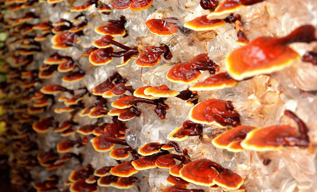 Mushroom: Supplements & Dishes - Farming & Biotech